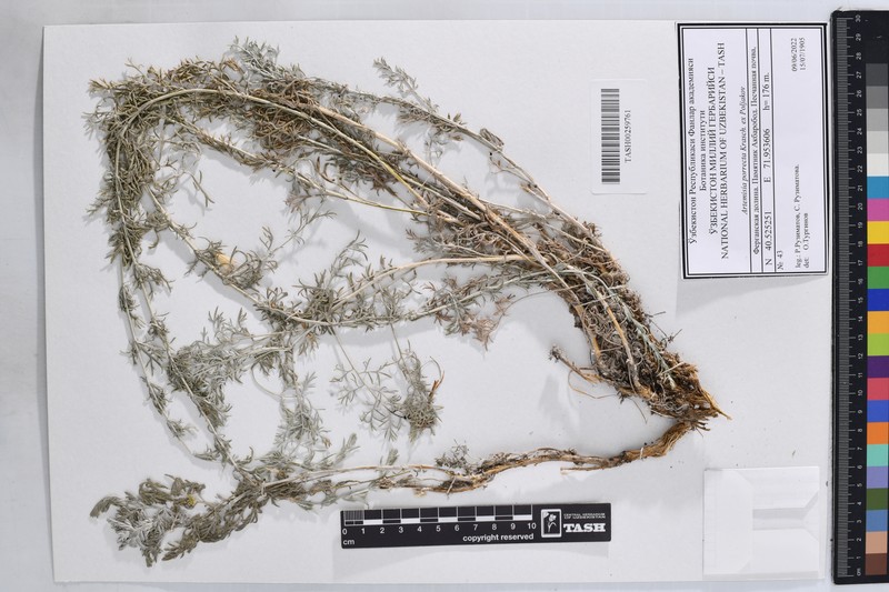 Artemisia porrecta photo 3