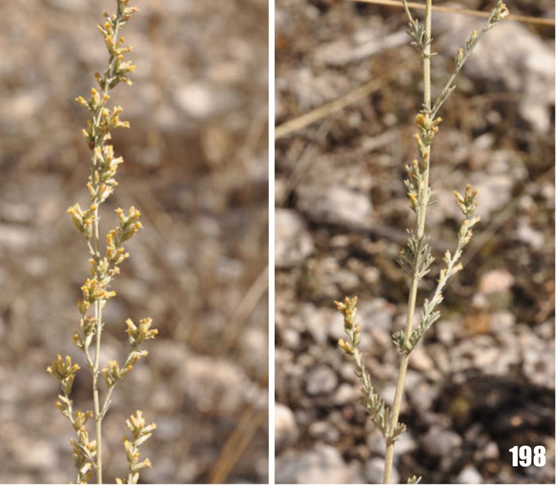 Artemisia porrecta