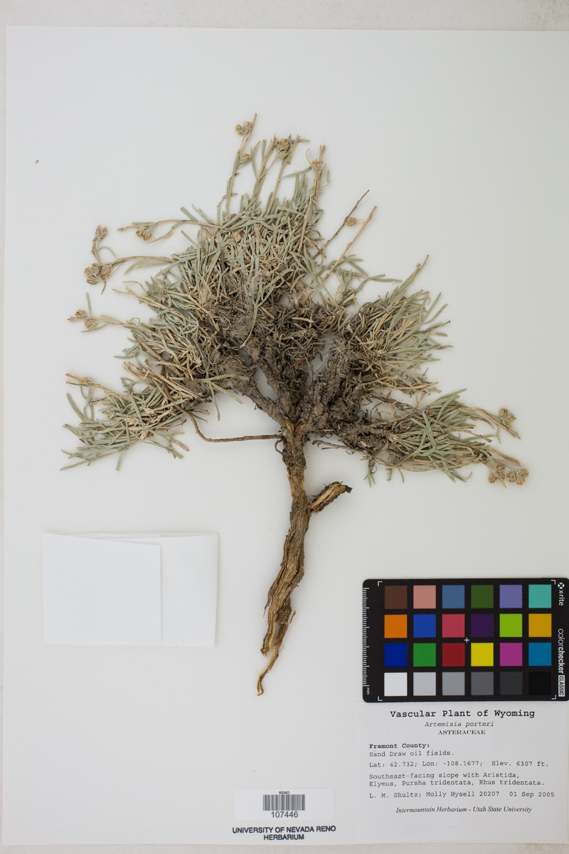 Porter's Wormwood photo 2