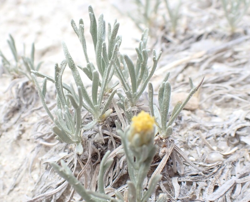 Porter's Wormwood photo 3