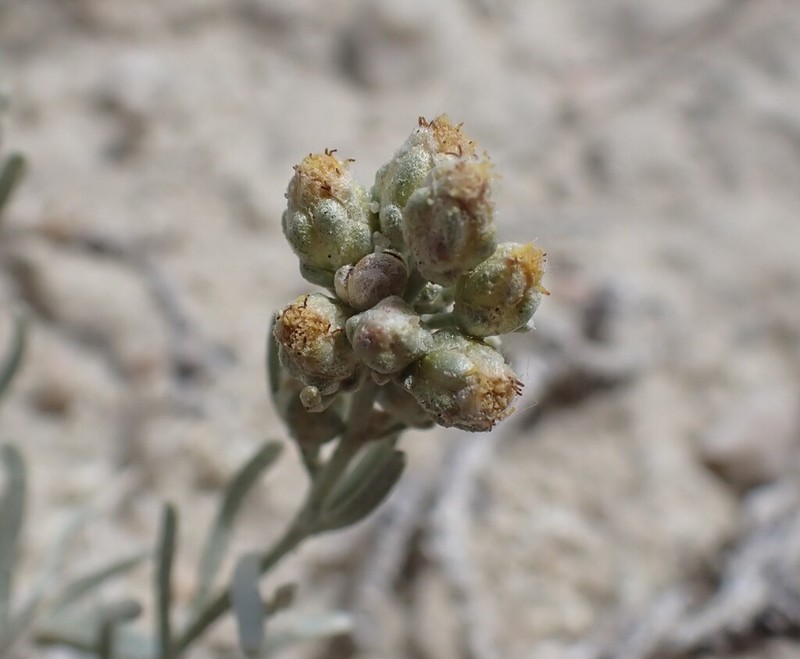 Porter's Wormwood photo 4