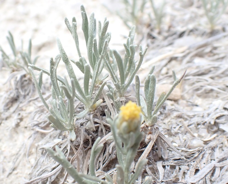 Porter's Wormwood photo 5