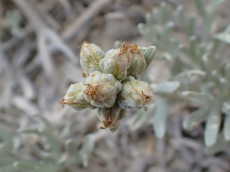 Porter's Wormwood photo 6