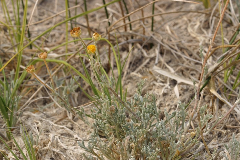 False Chicken-Sage photo 2