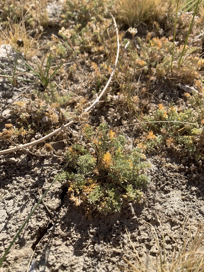 False Chicken-Sage photo 4