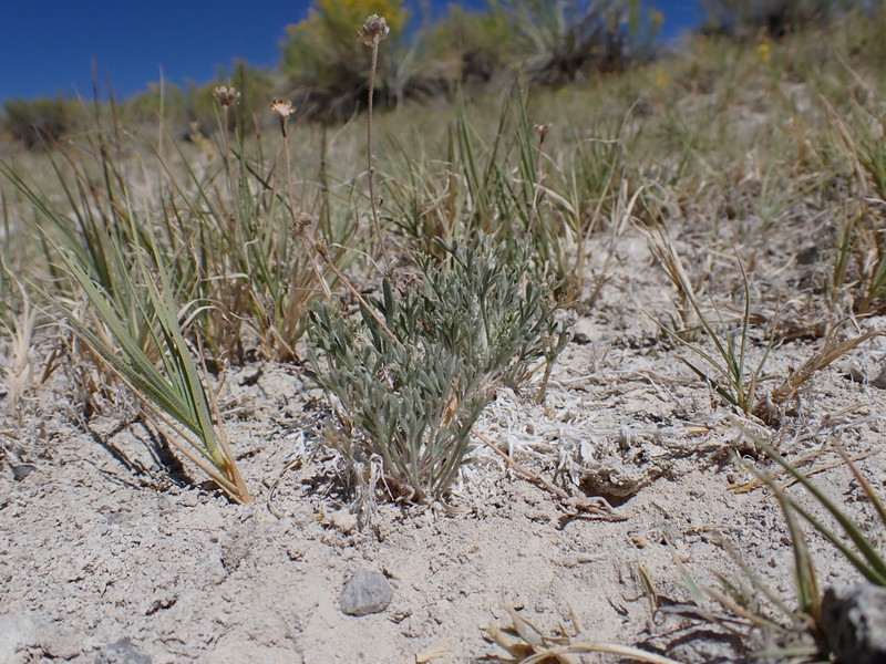 False Chicken-Sage photo 6