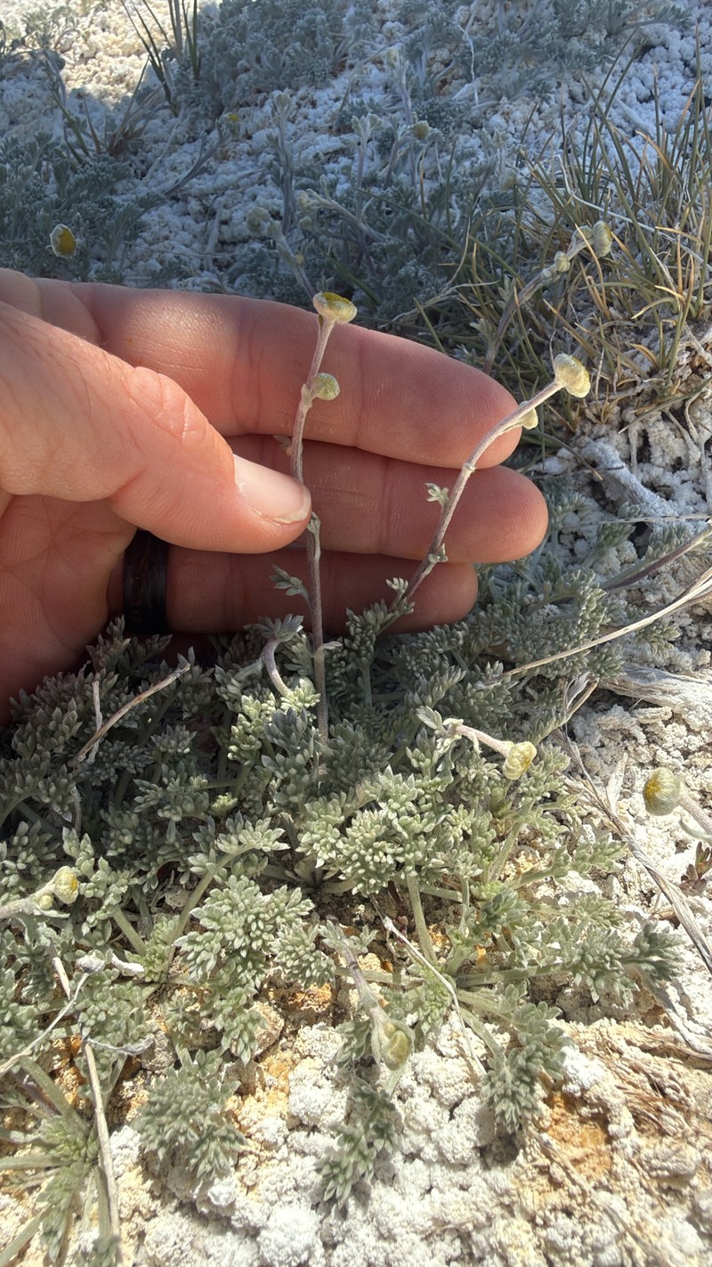 Artemisia potentilloides var. nitrophila photo 5