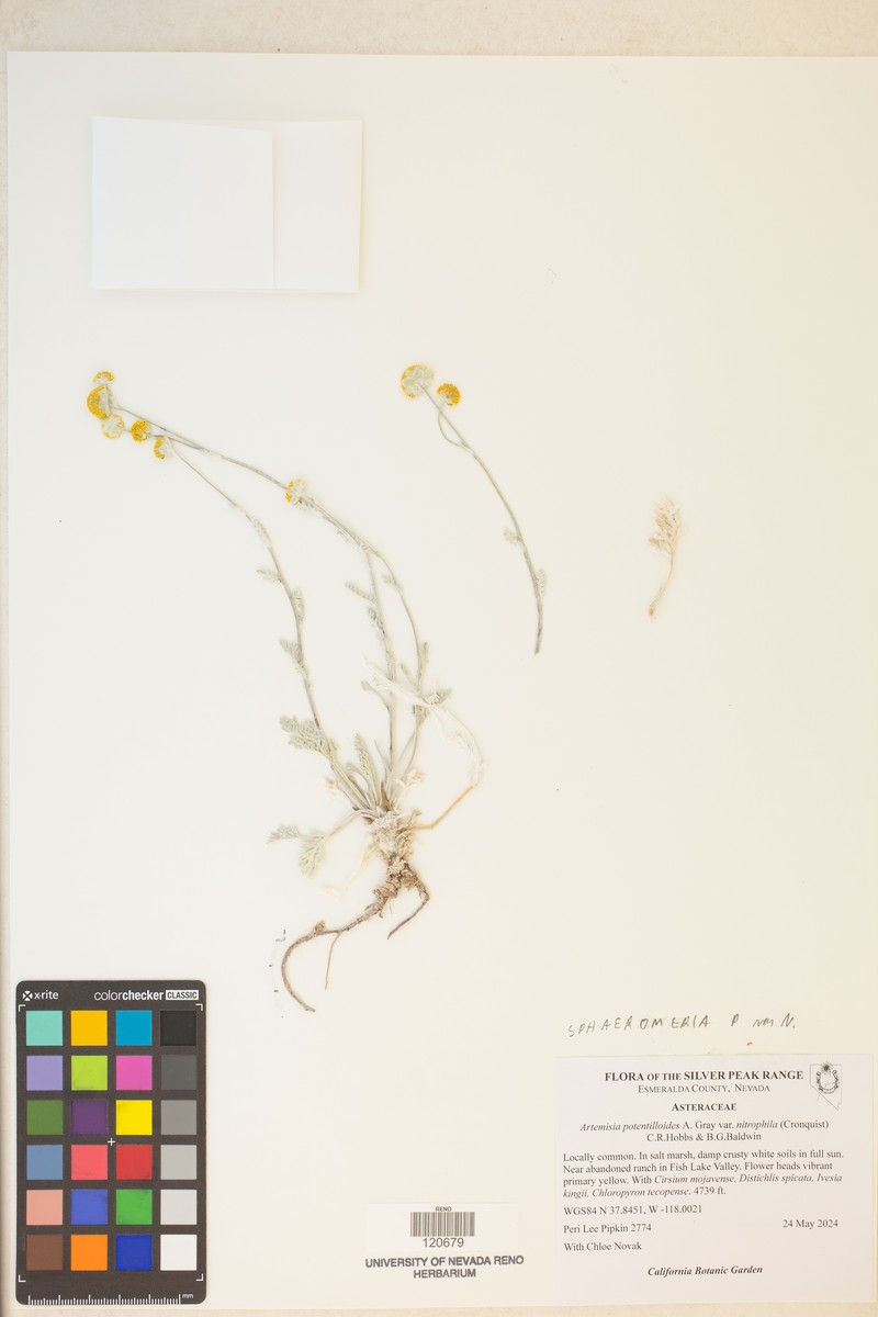 Artemisia potentilloides var. nitrophila photo 6