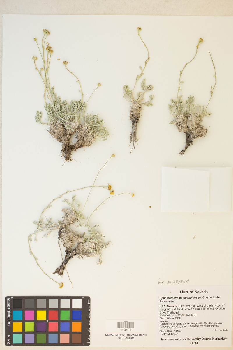 Artemisia potentilloides var. nitrophila photo 8