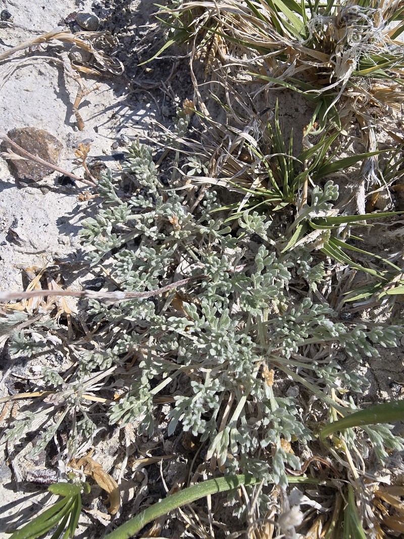 Artemisia potentilloides var. nitrophila