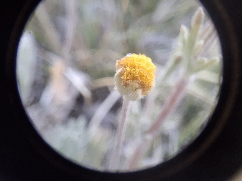 Artemisia potentilloides var. nitrophila photo 2