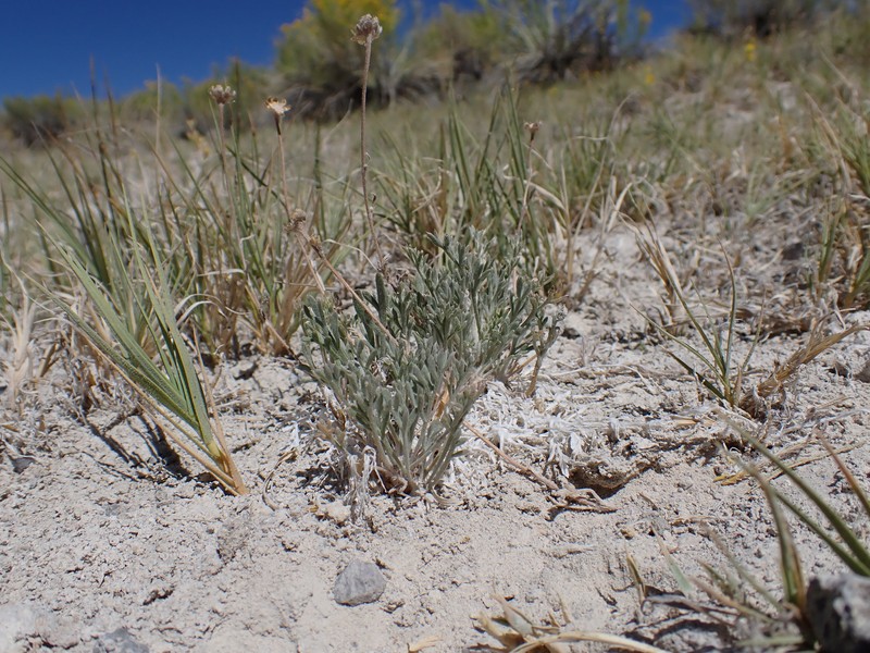 Artemisia potentilloides var. nitrophila photo 3