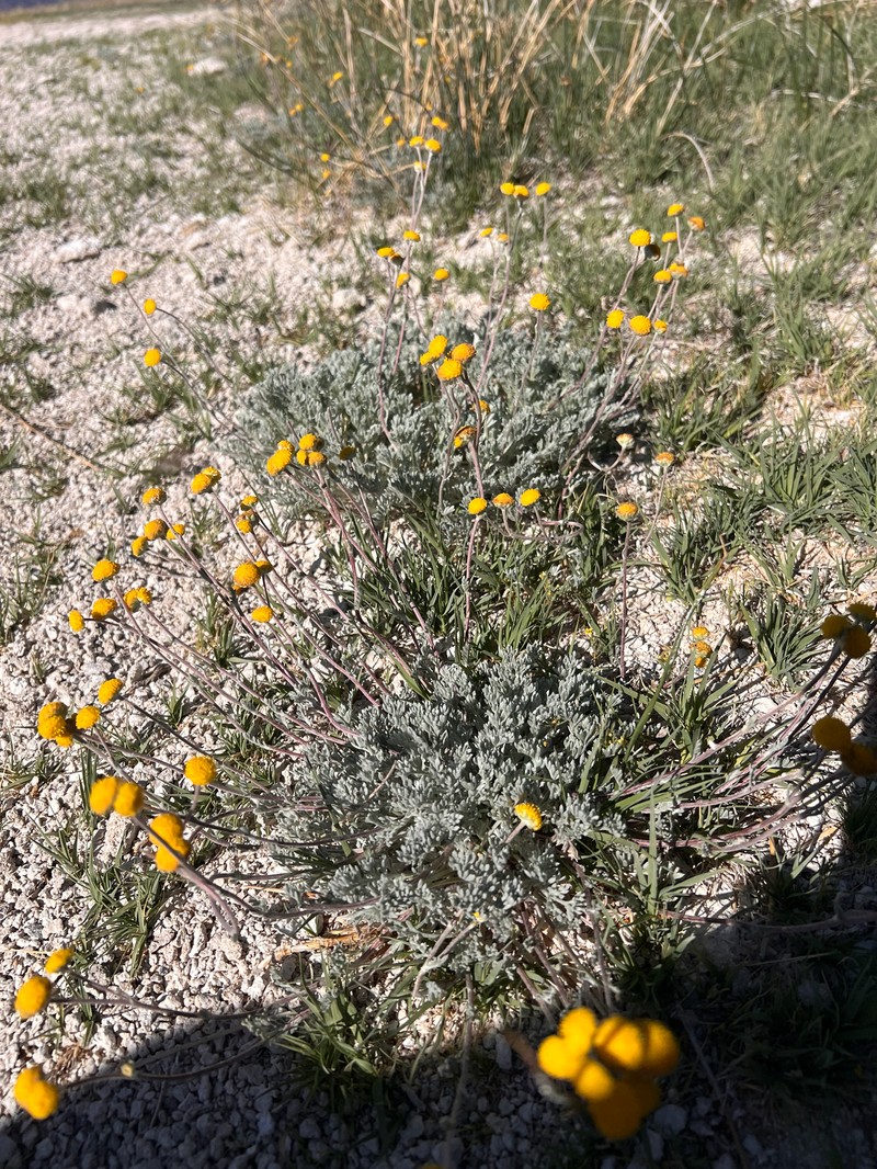 Artemisia potentilloides var. potentilloides