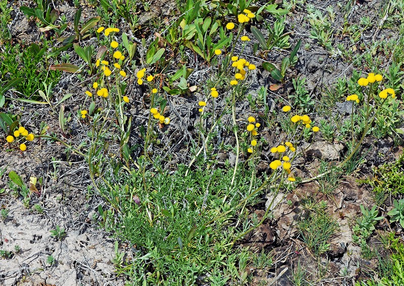 Artemisia potentilloides var. potentilloides photo 2