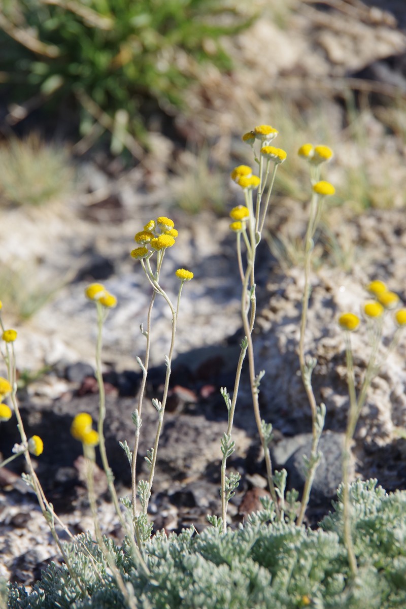 Artemisia potentilloides var. potentilloides photo 3