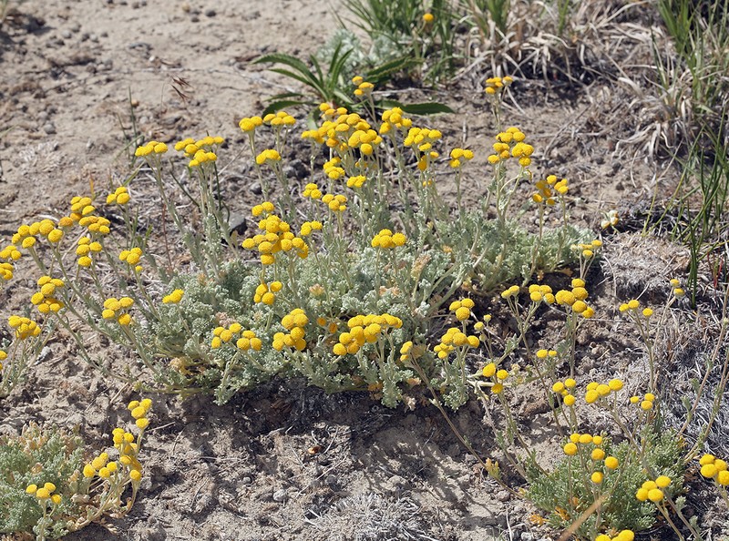 Artemisia potentilloides var. potentilloides photo 4