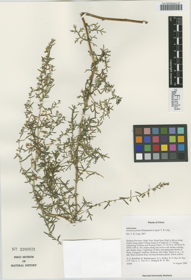 Artemisia prattii photo 2