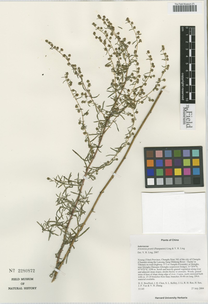 Artemisia prattii photo 3