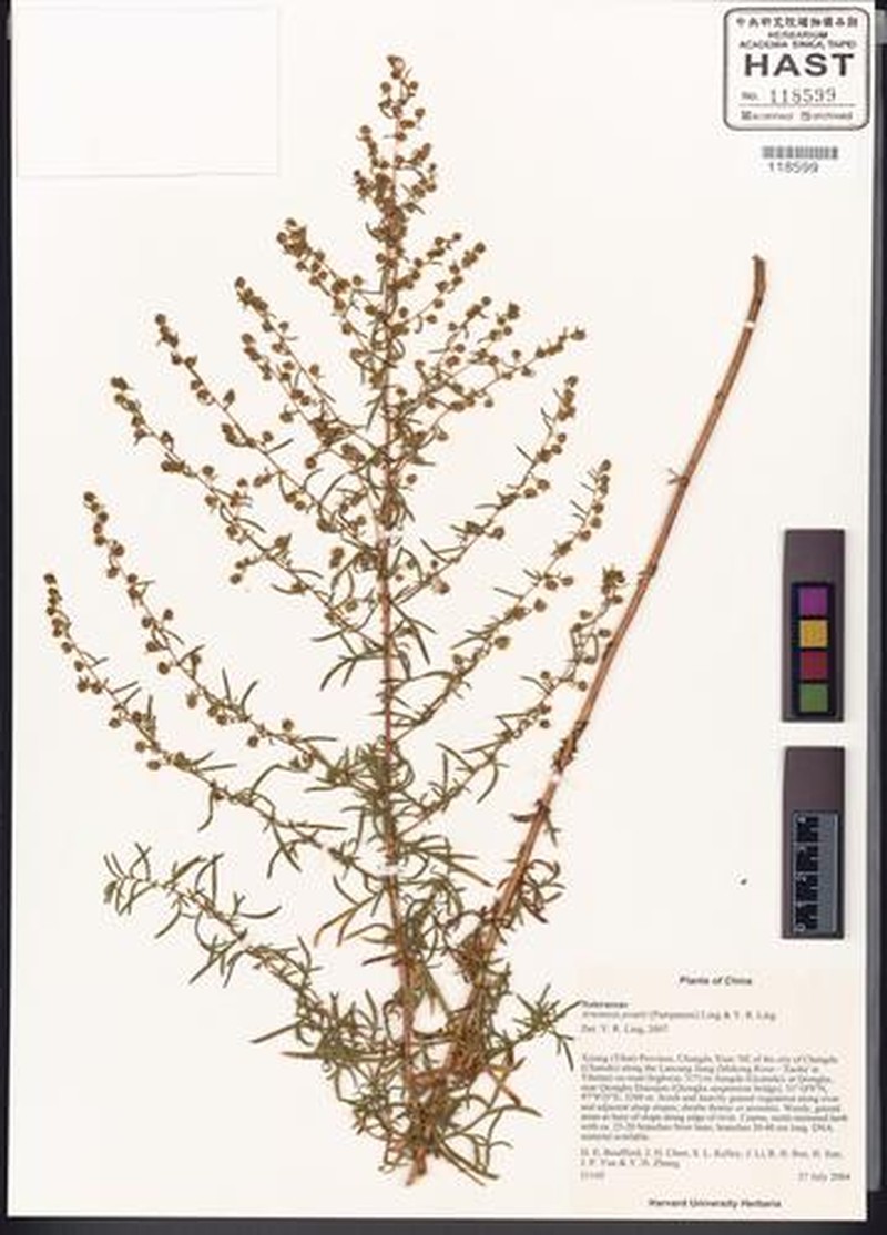 Artemisia prattii