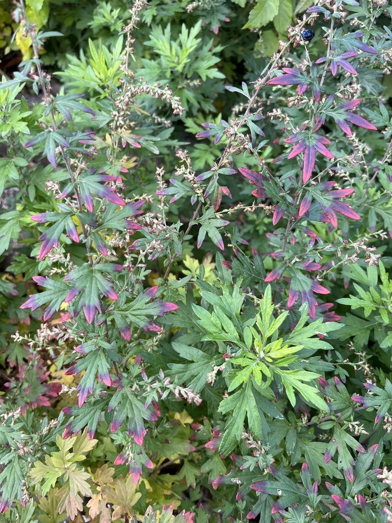 Artemisia princeps photo 3