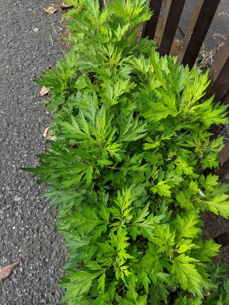 Artemisia princeps photo 4