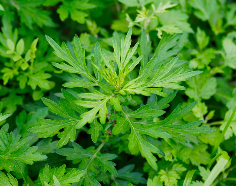 Artemisia princeps photo 5