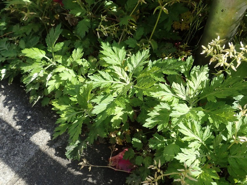 Artemisia princeps photo 6