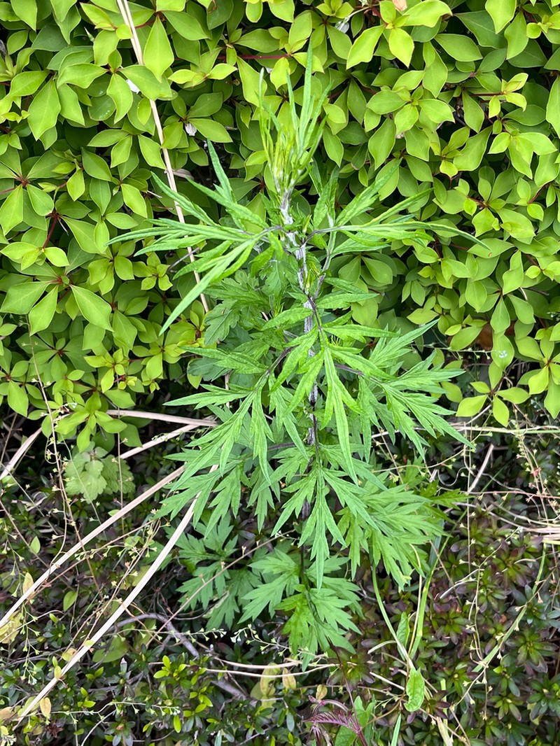 Artemisia princeps photo 7