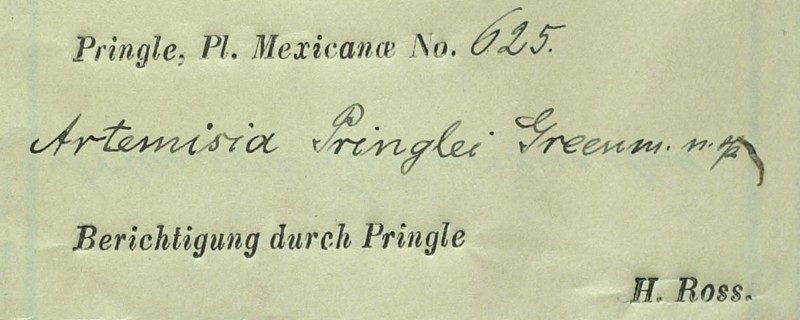 Artemisia pringlei photo 3