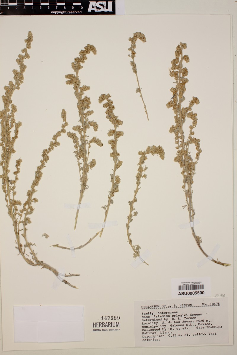 Artemisia pringlei