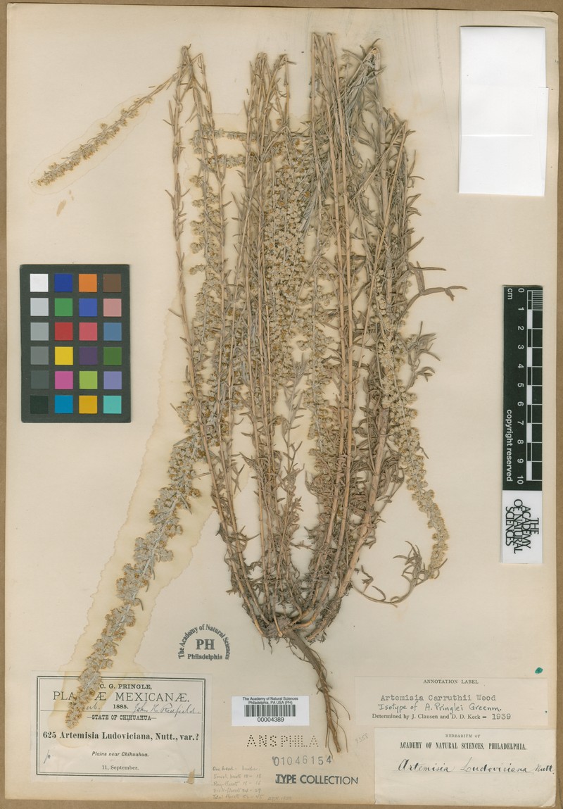 Artemisia pringlei photo 2