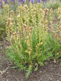 Artemisia pubescens