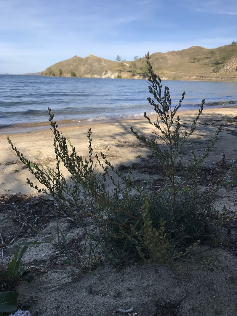 Artemisia pubescens photo 2