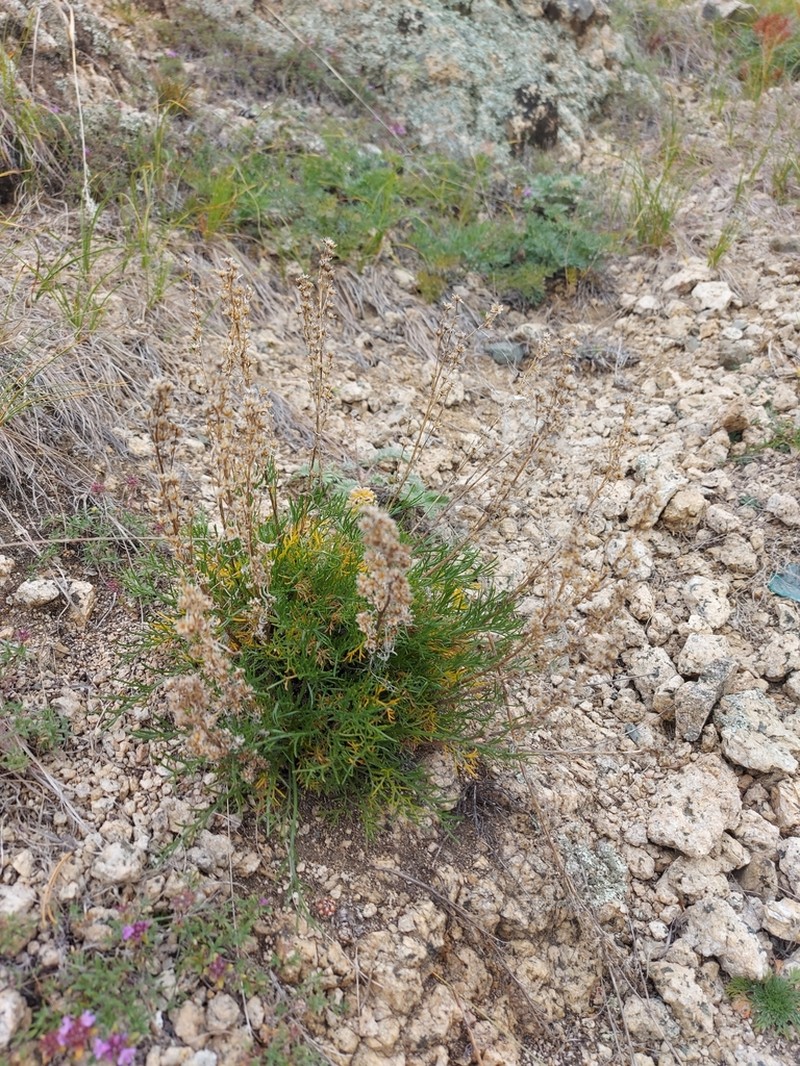 Artemisia pubescens photo 3