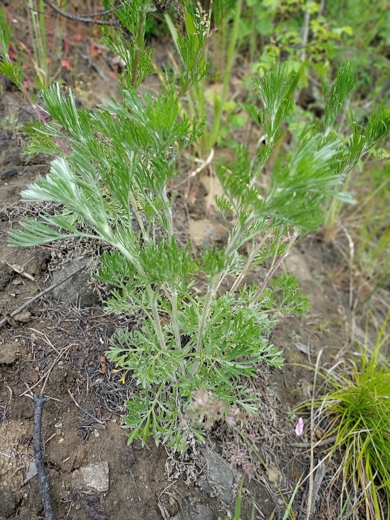Artemisia pubescens photo 4
