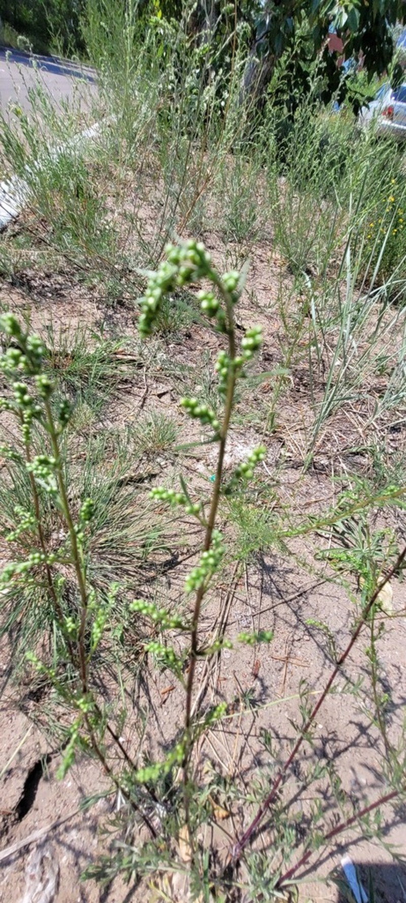 Artemisia pubescens photo 6
