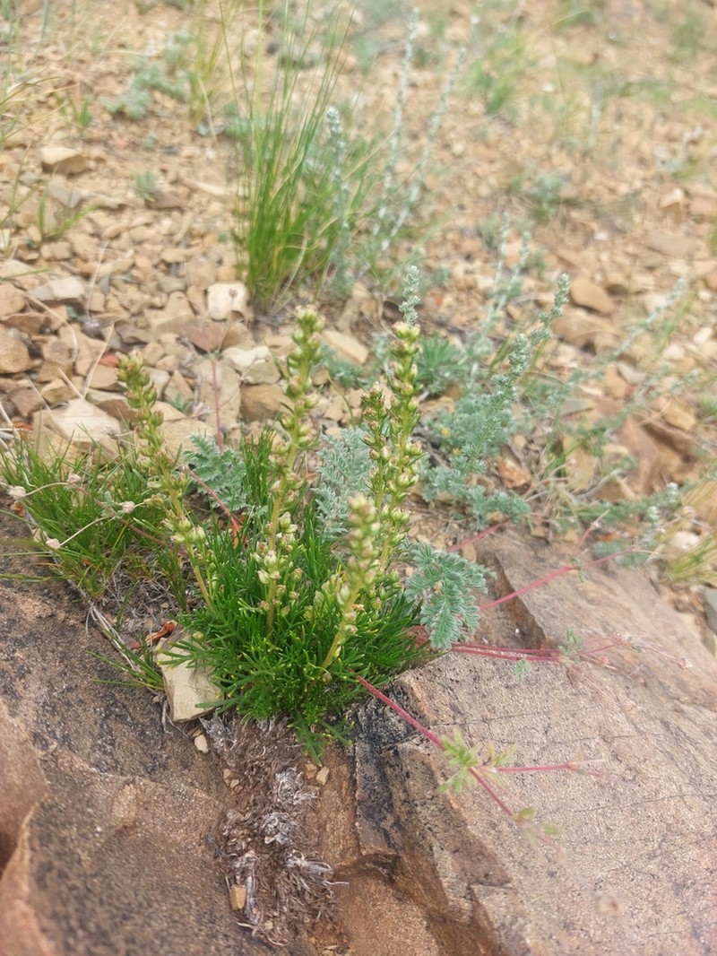 Artemisia pubescens photo 7