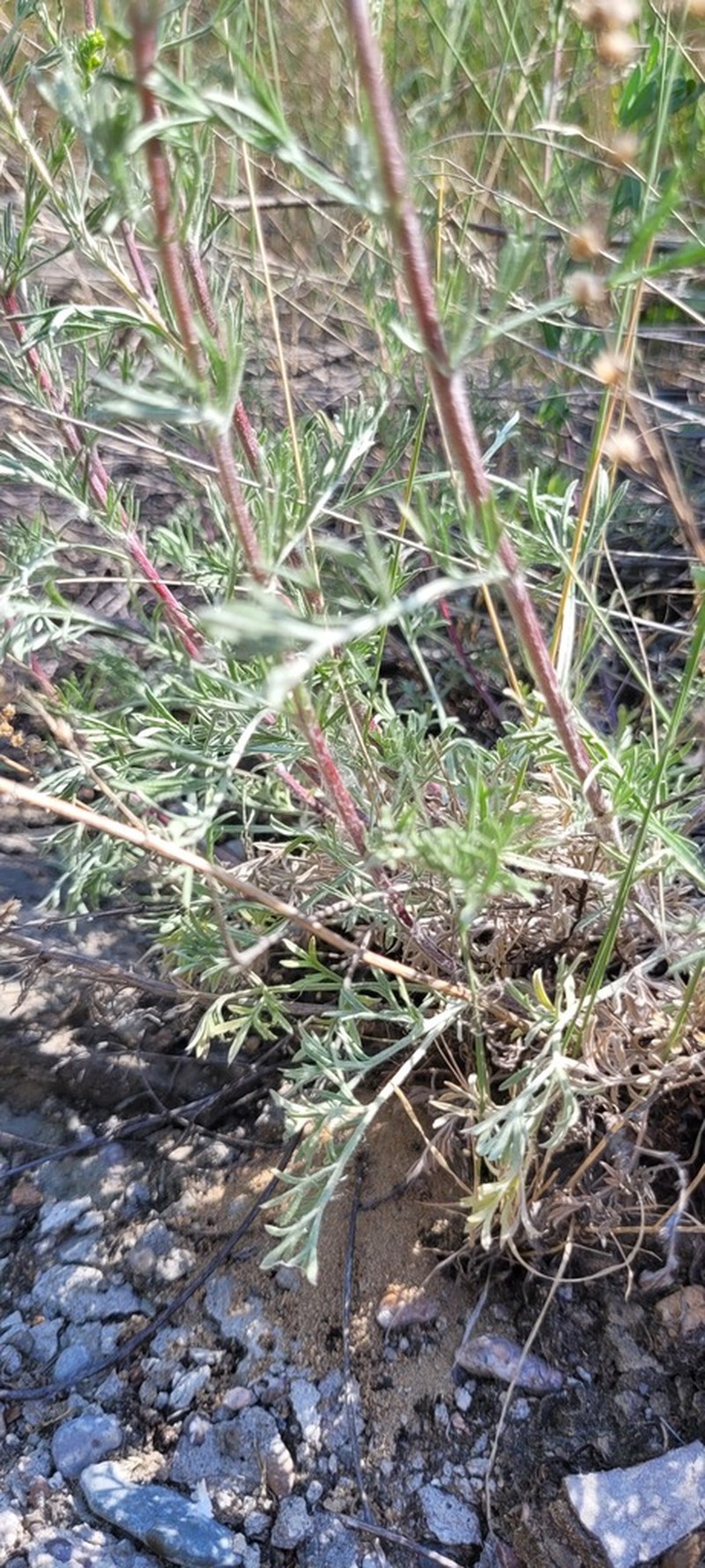 Artemisia pubescens photo 8