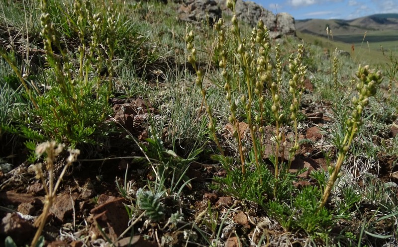 Artemisia pubescens var. monostachya