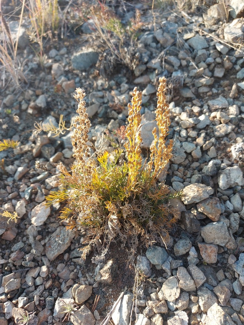 Artemisia pubescens var. monostachya photo 2