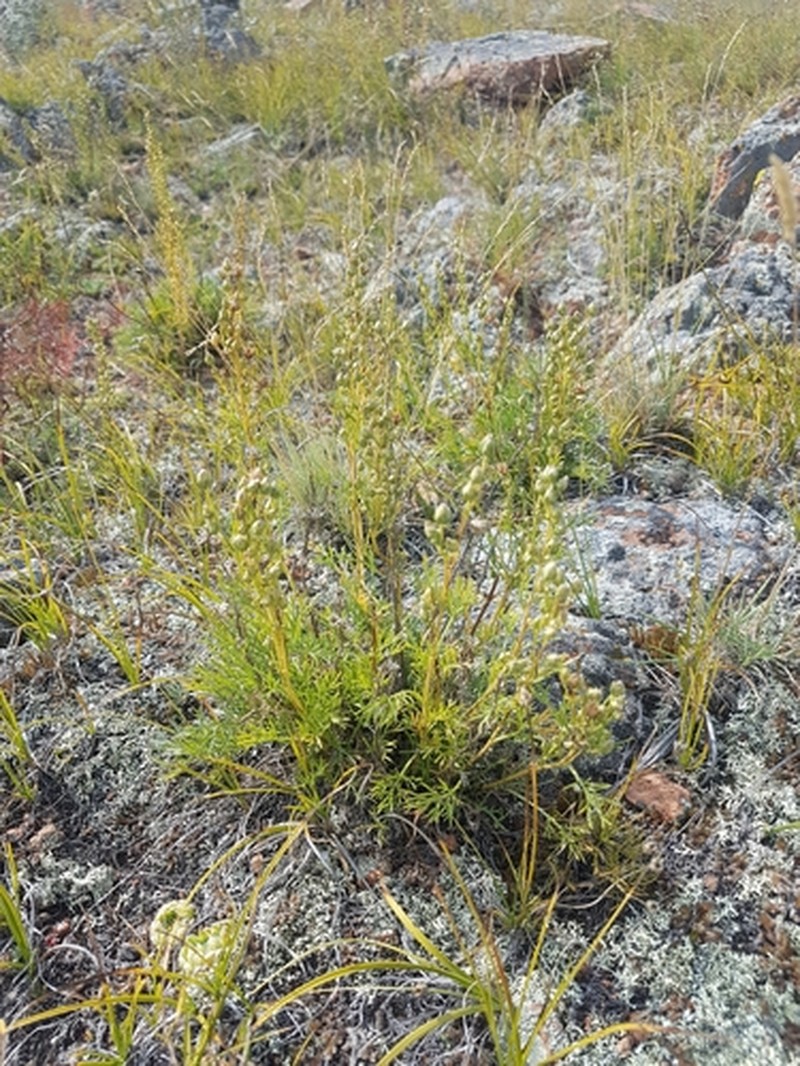 Artemisia pubescens var. monostachya photo 4