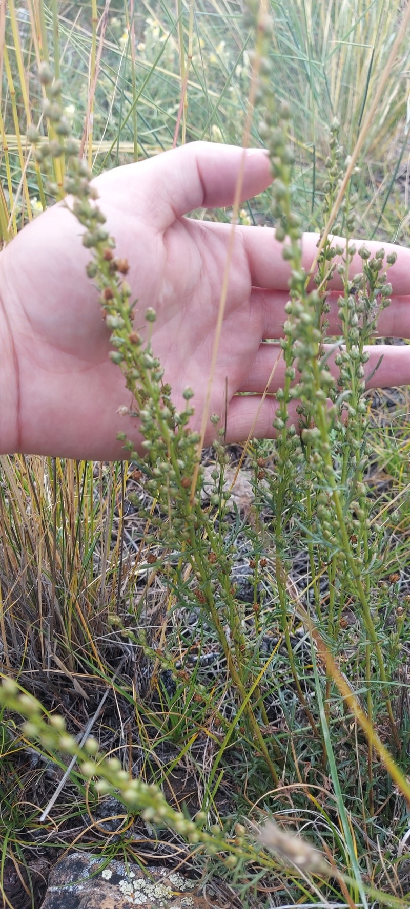 Artemisia pubescens var. monostachya photo 5