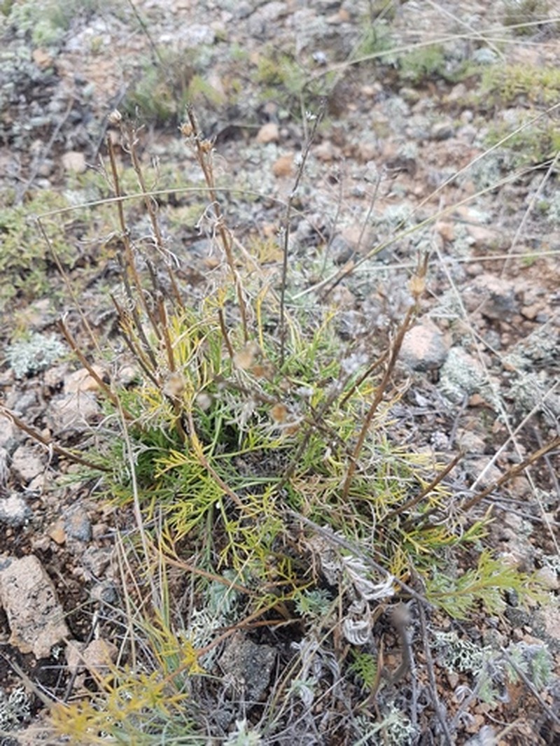 Artemisia pubescens var. monostachya photo 7