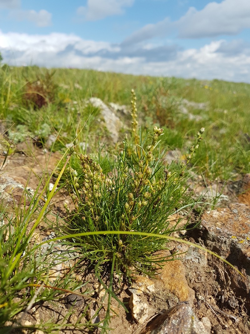 Artemisia pubescens var. monostachya photo 8