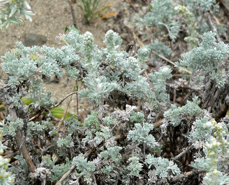 Beach Wormwood