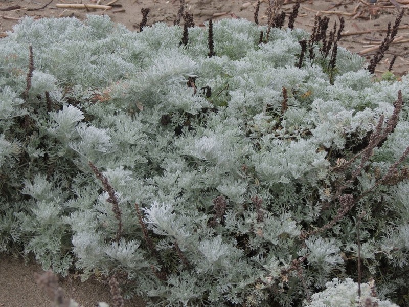 Beach Wormwood photo 3