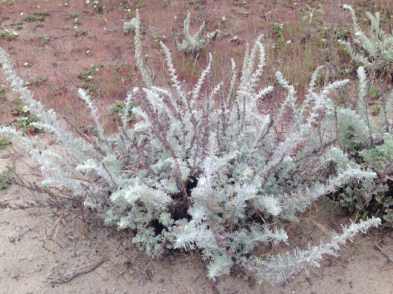 Beach Wormwood photo 4