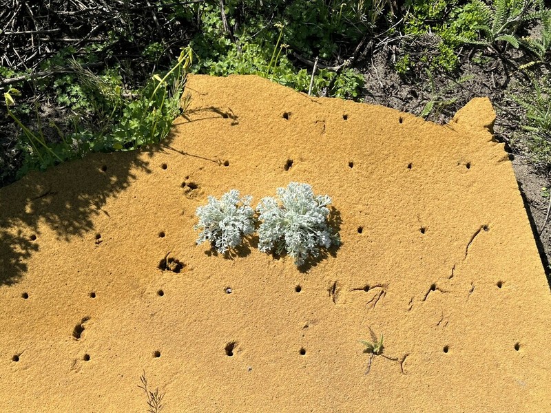 Beach Wormwood photo 5