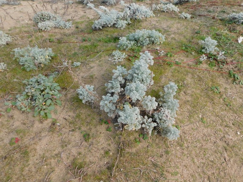 Beach Wormwood photo 6
