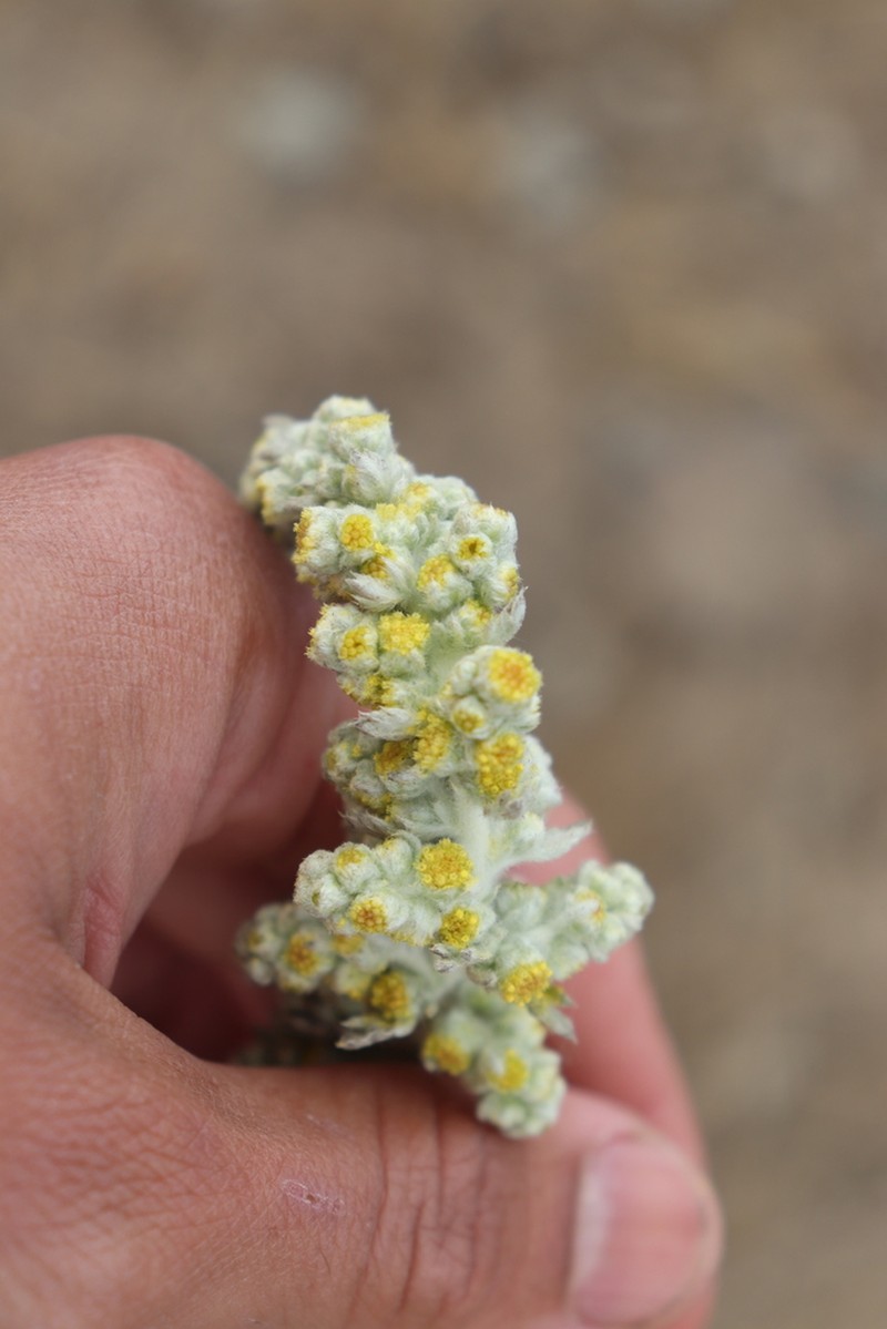 Beach Wormwood photo 7